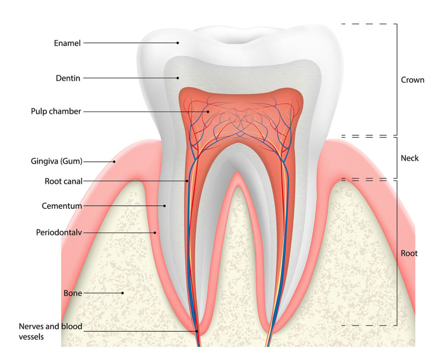 Tooth Diagram