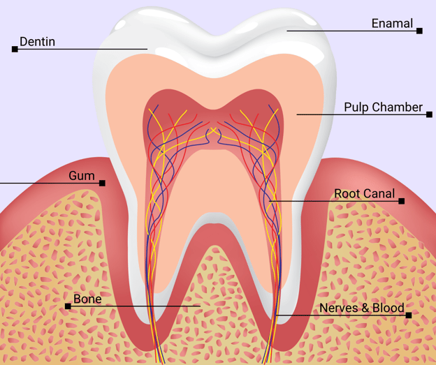 Tooth Diagram